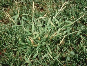 mature crabgrass plant