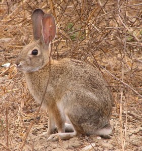 What have you lost for me lately?  3.5 lb. adult desert cottontail