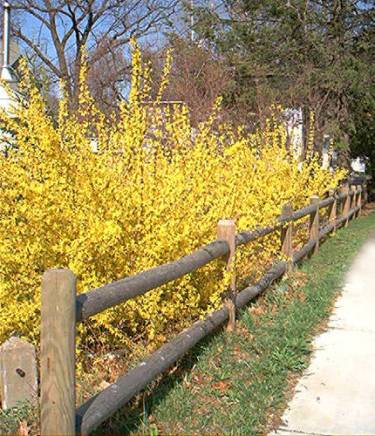 forsythia