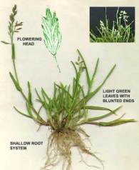Poa annua