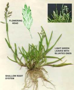 Poa annua