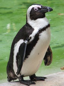 What have I lost lately?  an African Penguin weighs 11 lbs.