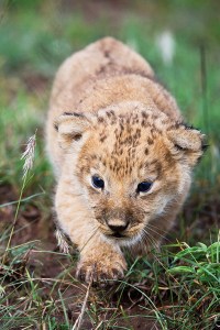 Two--week old lion cubs weigh about 8 pounds!