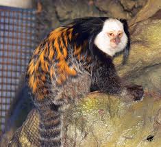 The white-fronted marmoset not only weighs 11 pounds, that face looks eerily familiar.