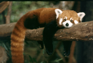 What have I lost? Male red panda weighs up to 14 lbs.,  and he knows how to relax!
