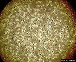 Micro biological warfare's scary side