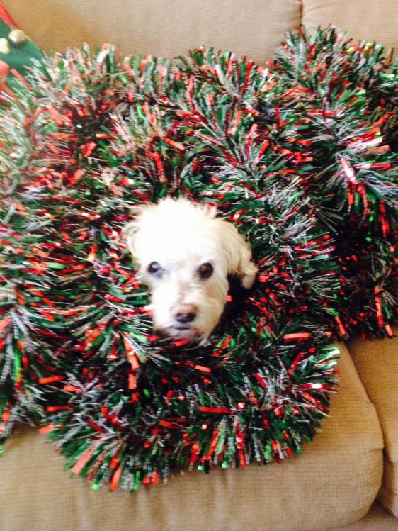 You could never trust her to properly decorate the Christmas tree. But she was a good and loyal dog!
